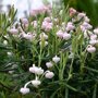 Andromeda polifolia 'Nikko'